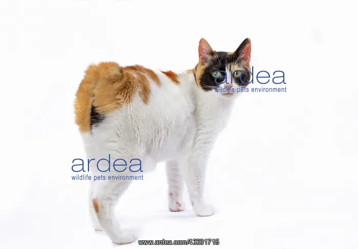 : Cat - Japanese Bobtail : Cat - Japanese Bobtail
