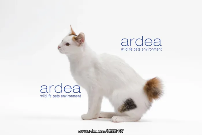  : Cat - Japanese Bobtail in studio