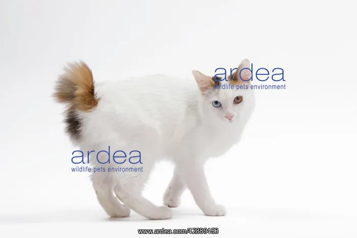 : Cat - Japanese Bobtail in studio - different colour eyes : Cat - Japanese Bobtail in studio - different colour eyes