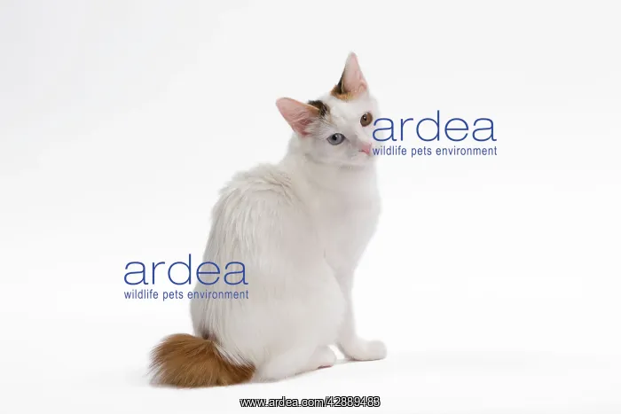 : Cat - Japanese Bobtail in studio - different colour eyes : Cat - Japanese Bobtail in studio - different colour eyes