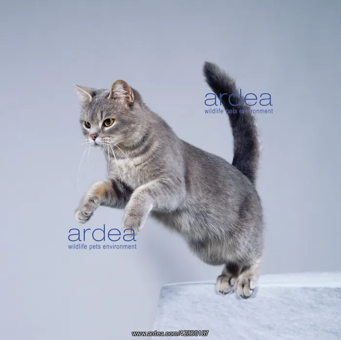: Cat - Jumping : Cat - Jumping
