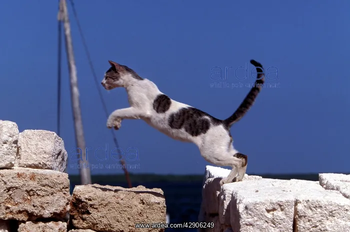 : Cat - jumping : Cat - jumping