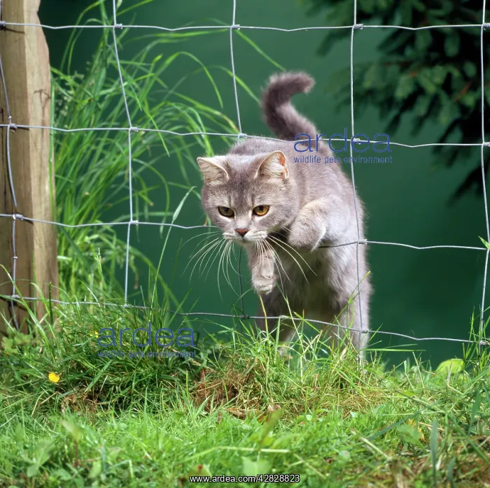  : Cat - jumping through fence