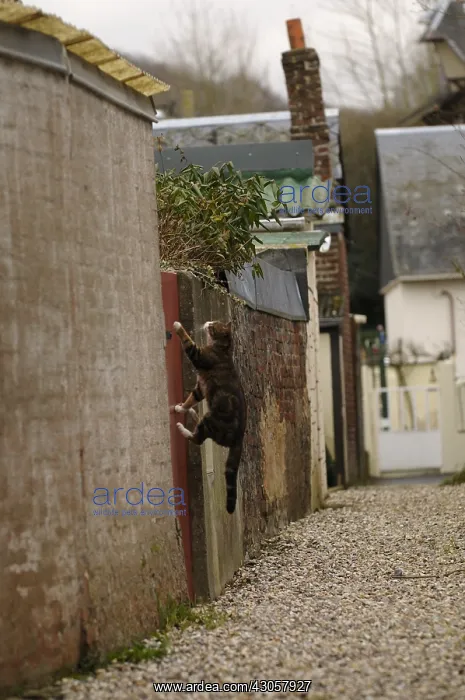 : Cat jumping over a gate in an alley Yport France : Cat jumping over a gate in an alley Yport France