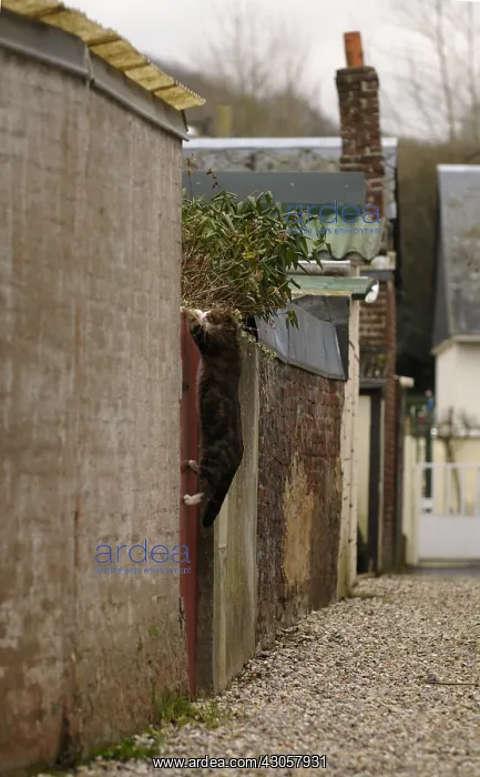 : Cat jumping over a gate in an alley Yport France : Cat jumping over a gate in an alley Yport France