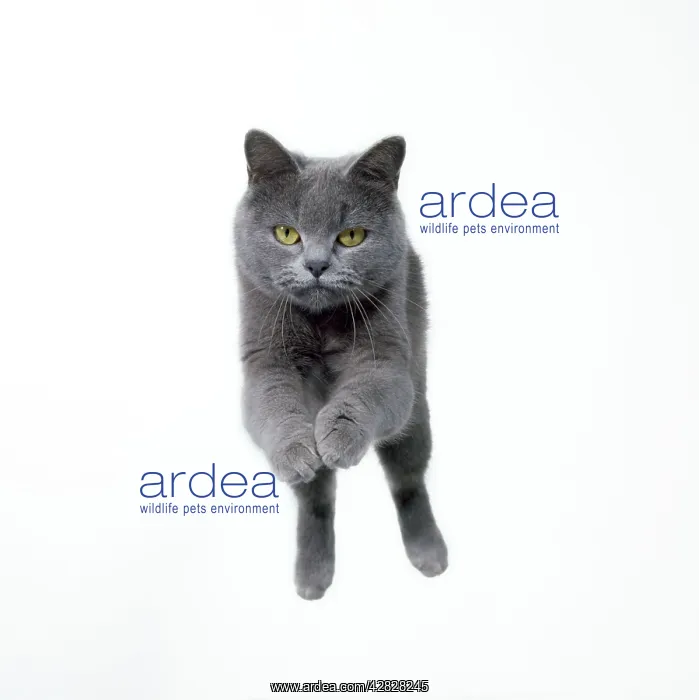 : Cat - jumping, mid-air, head on : Cat - jumping, mid-air, head on