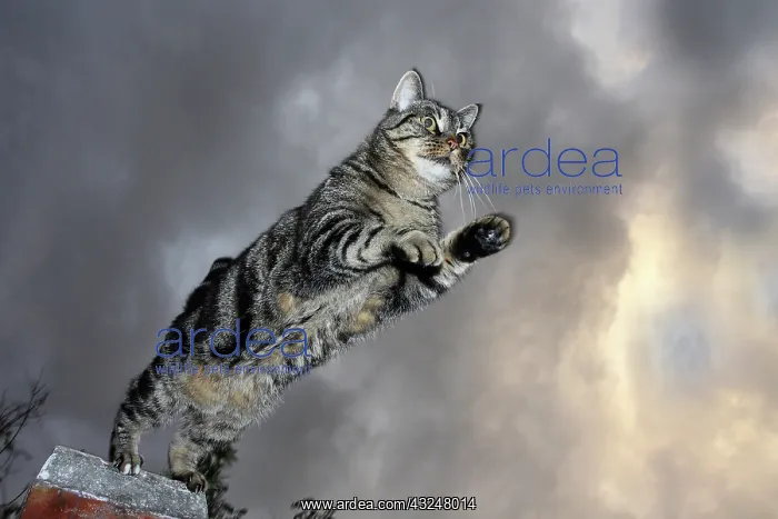 : Cat jumping from a wall : Cat jumping from a wall