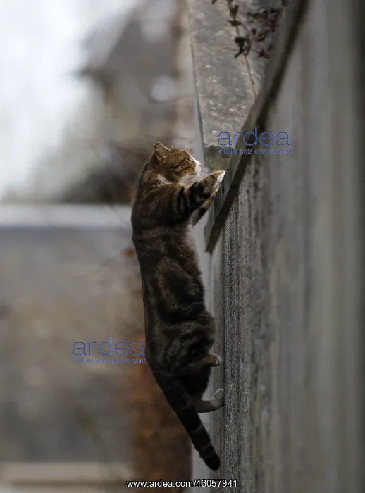 : Cat jumping over a wall to Yport : Cat jumping over a wall to Yport