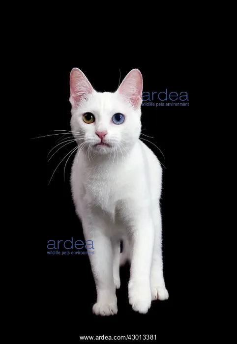  : Cat Khao Manee