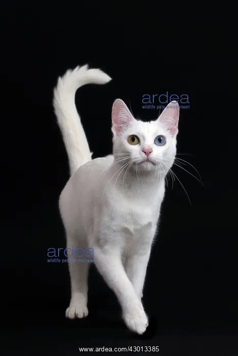  : Cat Khao Manee