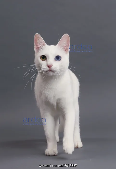  : Cat Khao Manee