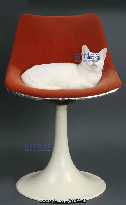 : Cat Khao Manee : Cat Khao Manee