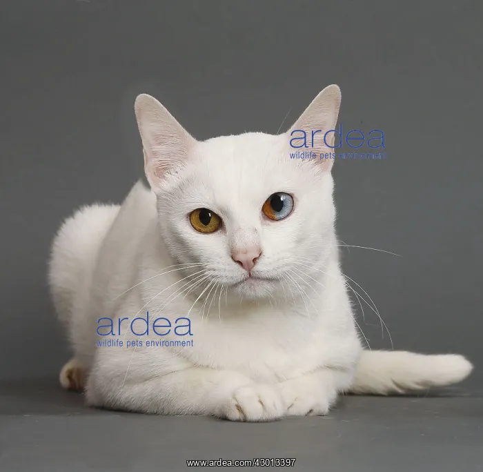  : Cat Khao Manee