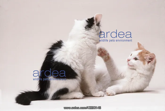 : CAT - two kiitens playfighting : CAT - two kiitens playfighting