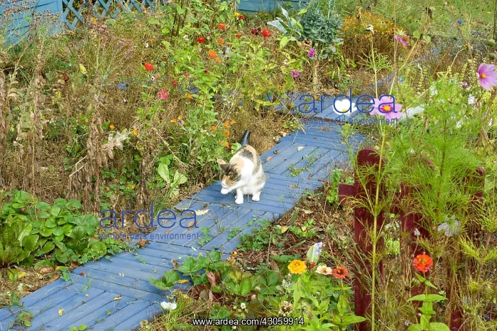 : Cat in a kitchen garden in autumn : Cat in a kitchen garden in autumn