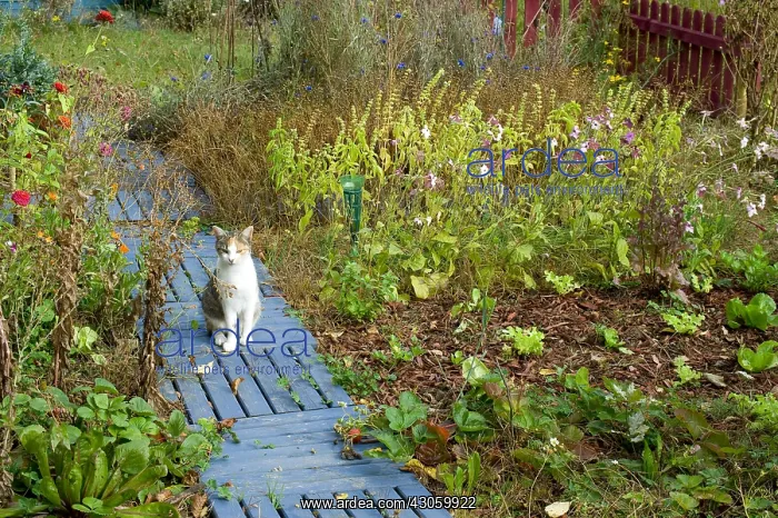 : Cat in a kitchen garden in autumn : Cat in a kitchen garden in autumn