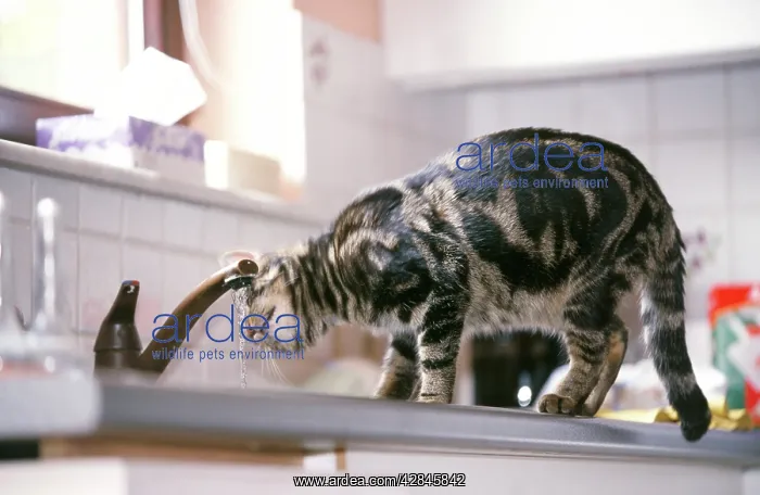 : Cat - in kitchen, on work surface drinking from tap : Cat - in kitchen, on work surface drinking from tap