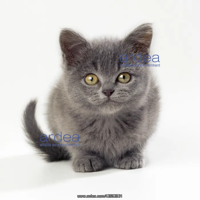: Cat - kitten 11 weeks old : Cat - kitten 11 weeks old