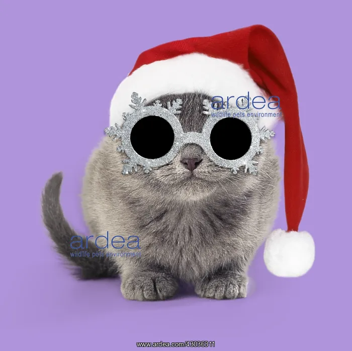: Cat - kitten 11 weeks old wearing Christmas hat : Cat - kitten 11 weeks old wearing Christmas hat