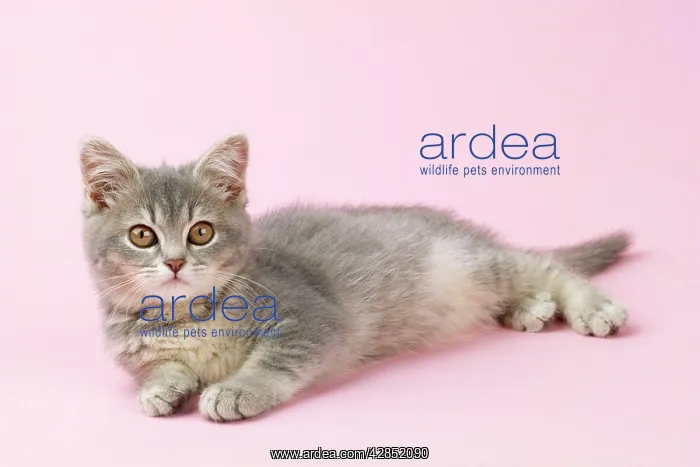 : Cat - kitten 12 weeks old : Cat - kitten 12 weeks old