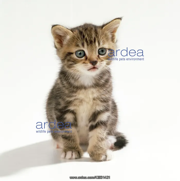 : CAT - Kitten, 35 days old : CAT - Kitten, 35 days old