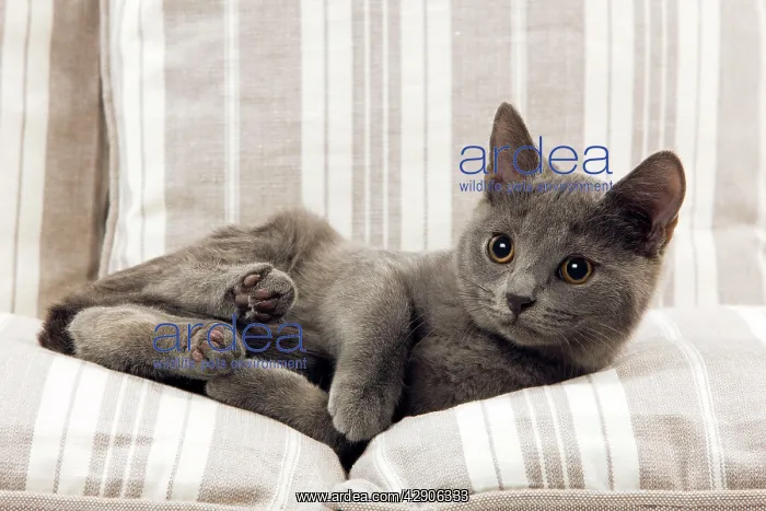: Cat - Kitten : Cat - Kitten