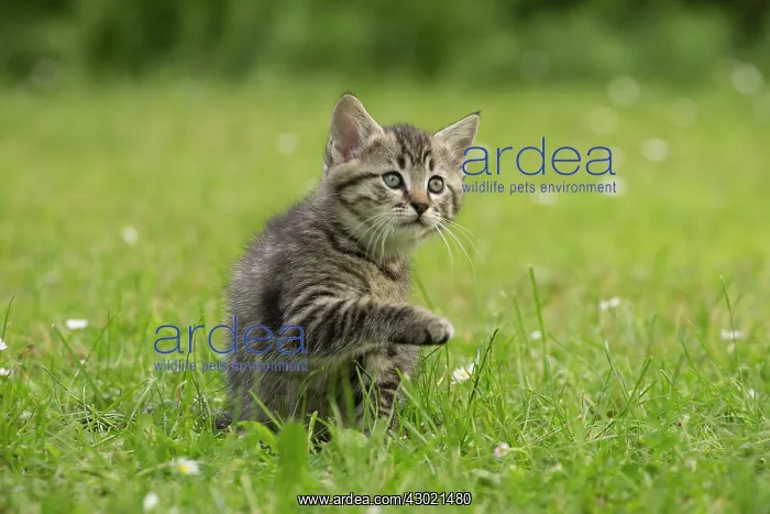 : Cat kitten