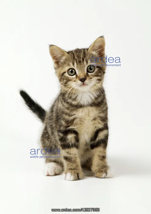 : Cat - kitten 55 days old : Cat - kitten 55 days old