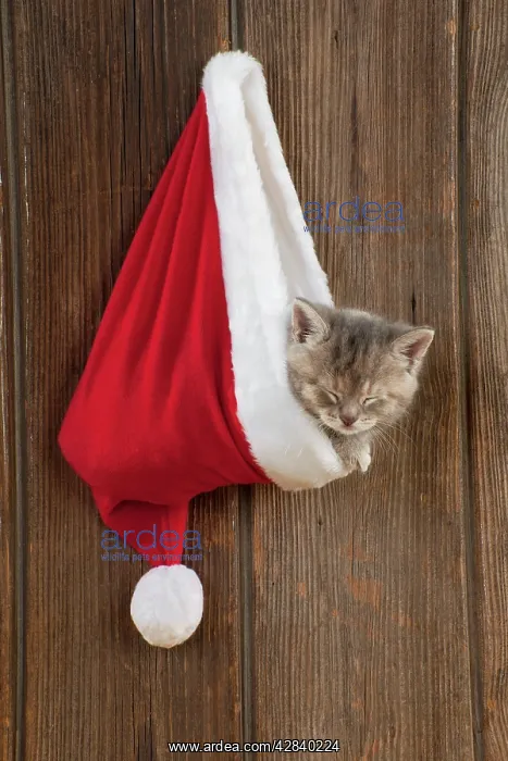  : CAT - Kitten (6 weeks) asleep in Christmas hat