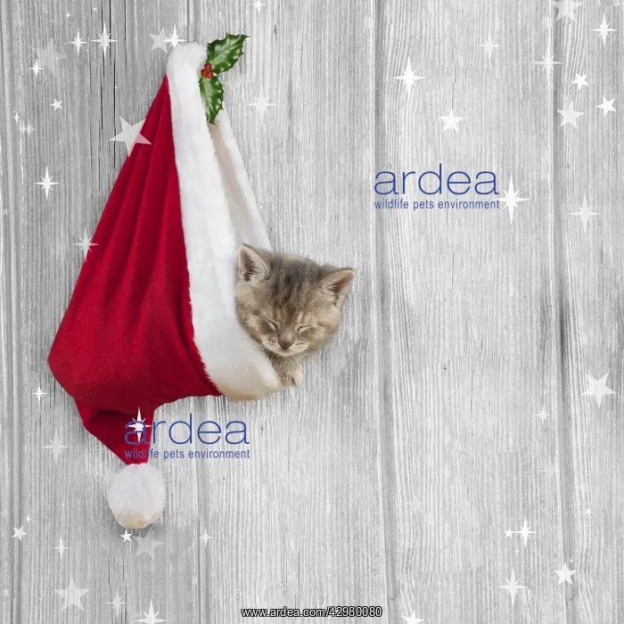 : CAT - Kitten (6 weeks) asleep in christmas hat : CAT - Kitten (6 weeks) asleep in christmas hat