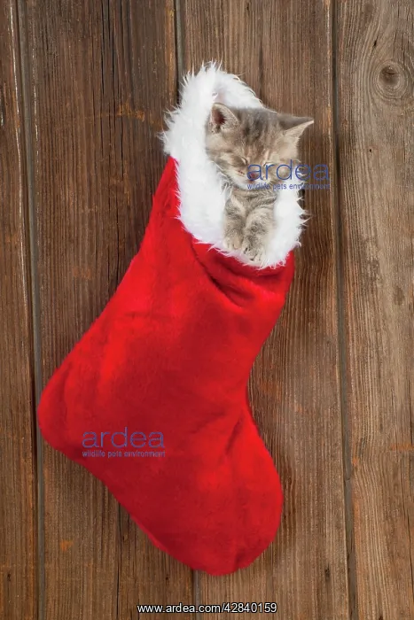  : CAT - Kitten (6 weeks) asleep in Christmas stocking