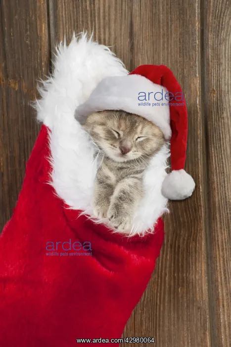: CAT - Kitten (6 weeks) asleep in christmas stocking : CAT - Kitten (6 weeks) asleep in christmas stocking