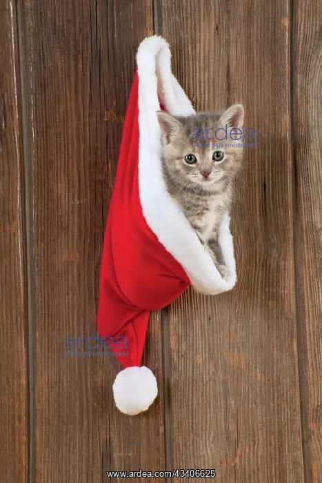 : CAT - Kitten (6 weeks) in Christmas hat : CAT - Kitten (6 weeks) in Christmas hat