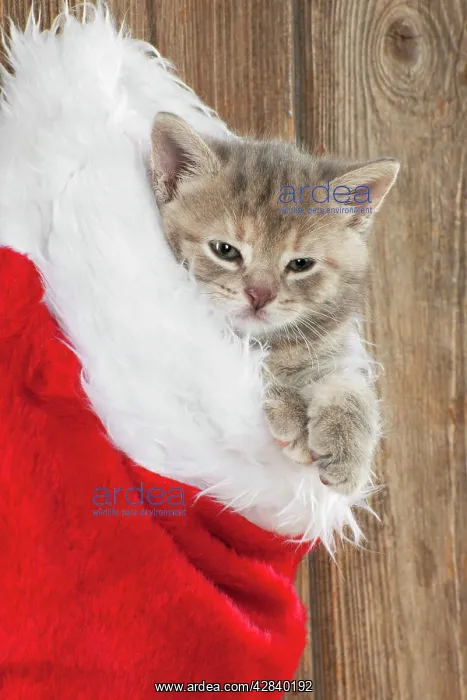  : CAT - Kitten (6 weeks) in Christmas stocking