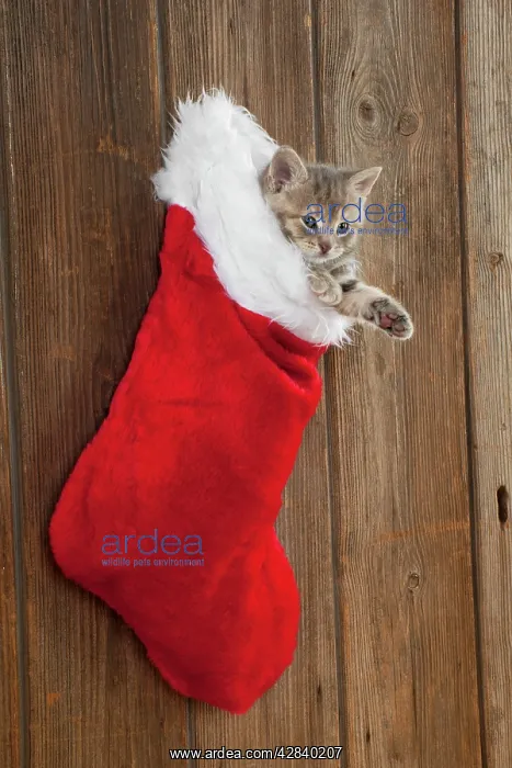  : CAT - Kitten (6 weeks) in Christmas stocking