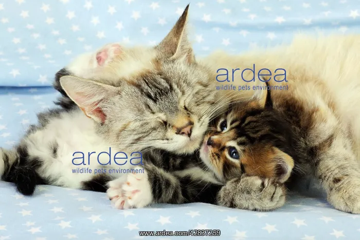 : Cat. Kitten (6 weeks old) lying with mother : Cat. Kitten (6 weeks old) lying with mother
