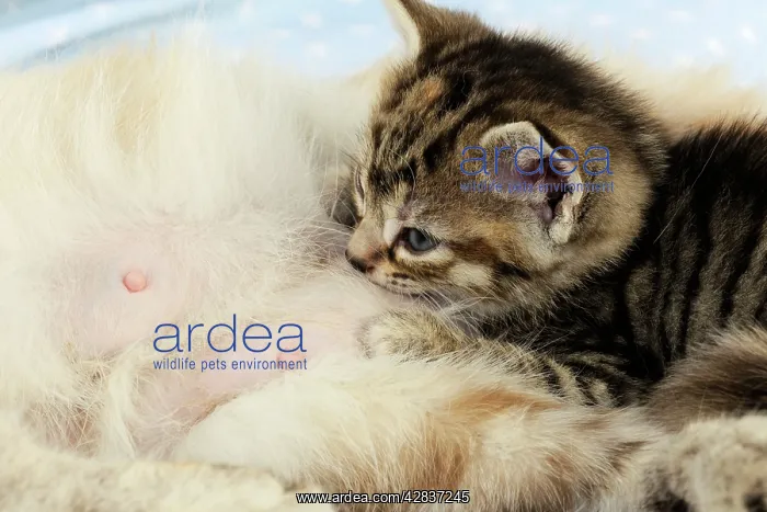: Cat. Kitten (6 weeks old) lying on mother cat on : Cat. Kitten (6 weeks old) lying on mother cat on