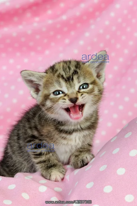: Cat. Kitten (6 weeks old) with mouth open on pink background : Cat. Kitten (6 weeks old) with mouth open on pink background