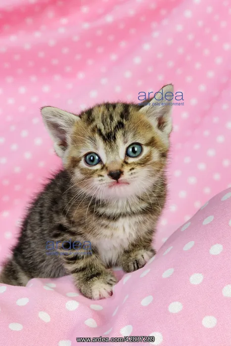 : Cat. Kitten (6 weeks old) on pink background : Cat. Kitten (6 weeks old) on pink background