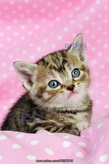 : Cat. Kitten (6 weeks old) on pink background : Cat. Kitten (6 weeks old) on pink background