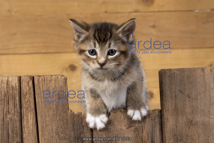 : CAT. kitten (6 wks old ) tabby, cross breed half Somali : CAT. kitten (6 wks old ) tabby, cross breed half Somali