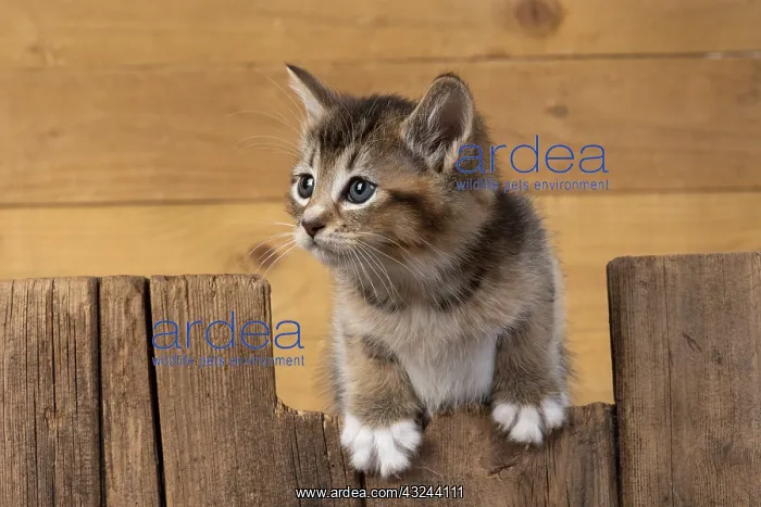 : CAT. kitten (6 wks old ) tabby, cross breed half Somali : CAT. kitten (6 wks old ) tabby, cross breed half Somali