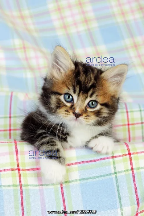 : Cat. Kitten (7 weeks old) : Cat. Kitten (7 weeks old)