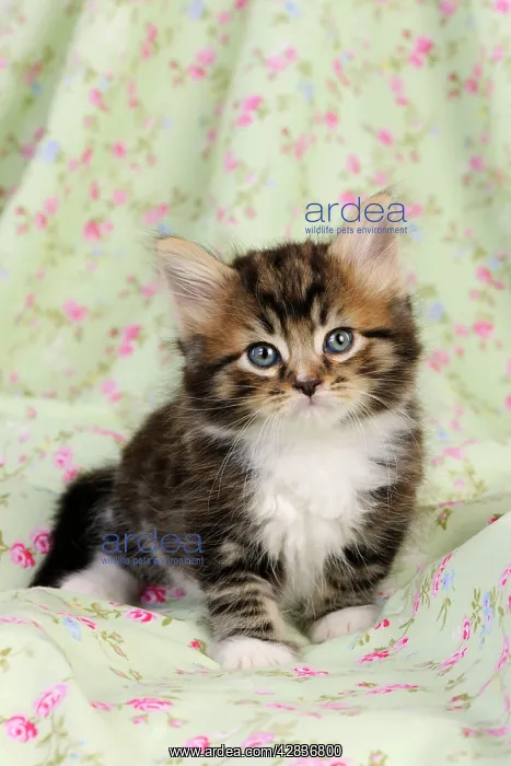 : Cat. Kitten (7 weeks old) : Cat. Kitten (7 weeks old)