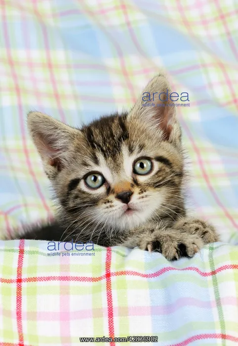 : Cat. Kitten (7 weeks old) : Cat. Kitten (7 weeks old)
