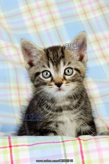 : Cat. Kitten (7 weeks old) : Cat. Kitten (7 weeks old)