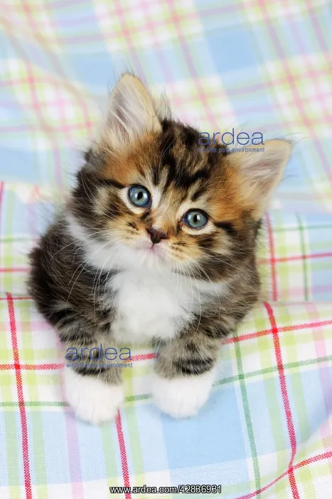 : Cat. Kitten (7 weeks old) : Cat. Kitten (7 weeks old)