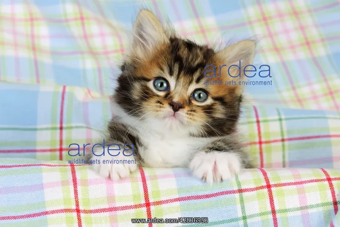: Cat. Kitten (7 weeks old) : Cat. Kitten (7 weeks old)
