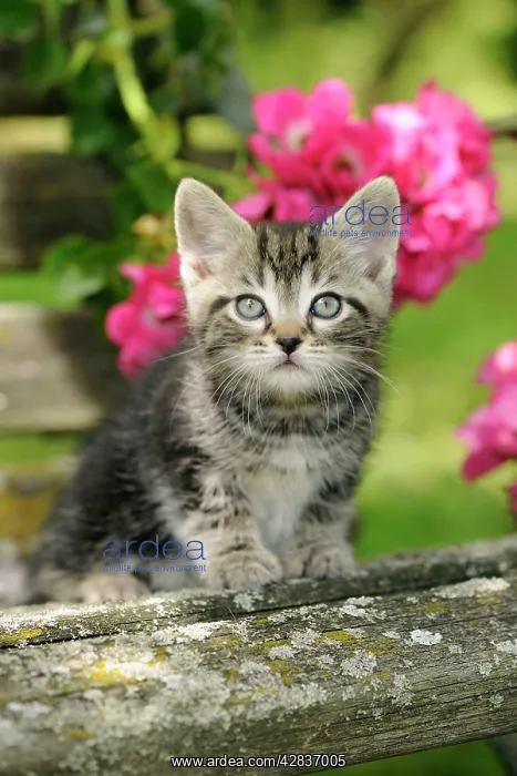 : Cat. Kitten (7 weeks old) : Cat. Kitten (7 weeks old)