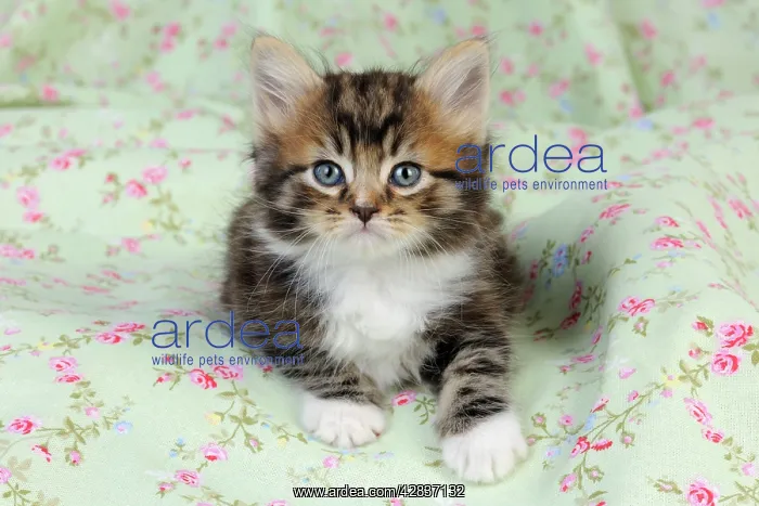 : Cat. Kitten (7 weeks old) : Cat. Kitten (7 weeks old)